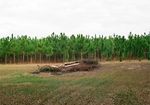 Piney