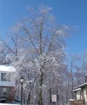 Winter_18.jpg