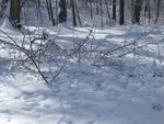 Winter_21.jpg