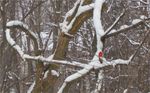 Cardinal.jpg