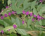 Poisonous?