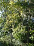 Mossy