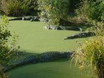 Stepping Stones