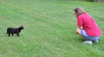 Cat Magnet