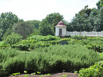 Herbs