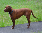 Hershey