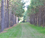 Tree Lined
