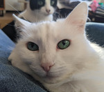 Photo Bomb