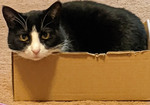 Life in the Box