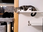 Shelved