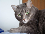 Sphinx 01