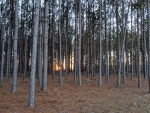 Pine Filter