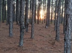 Treed