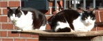 Cat Watch