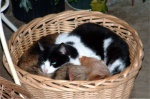 Cat Pile