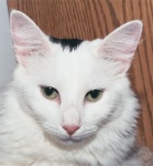 Mug Shot
