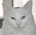Greenie