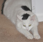 Guard Cat