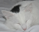 Dreaming