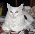 Paper Bed