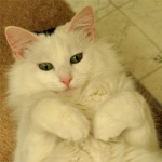 Belly