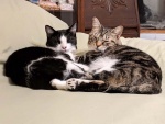 Buddies