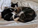 Snuggled