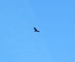 Flying High