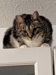Pouncer