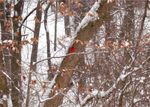 Cardinal Greeting