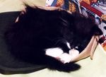 Napper