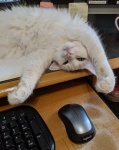 Mouser